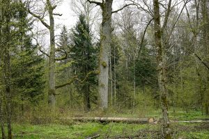 Ciekawe, warte odwiedzin miasta i nie tylko – ile jest w Polsce parków narodowych
