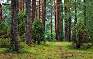 Park Miejski w Głogowie: rekreacja i odpoczynek nad Odrą